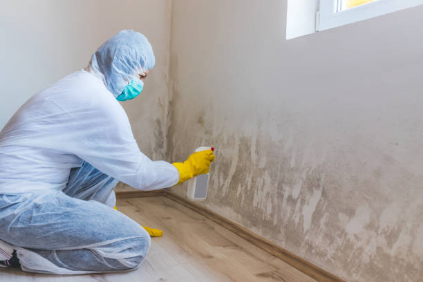 Licensed Black Mold Removal service in Rumson, NJ - WQB Mold Removal