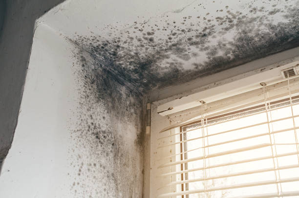Affordable Black Mold Removal solutions in Rumson, NJ